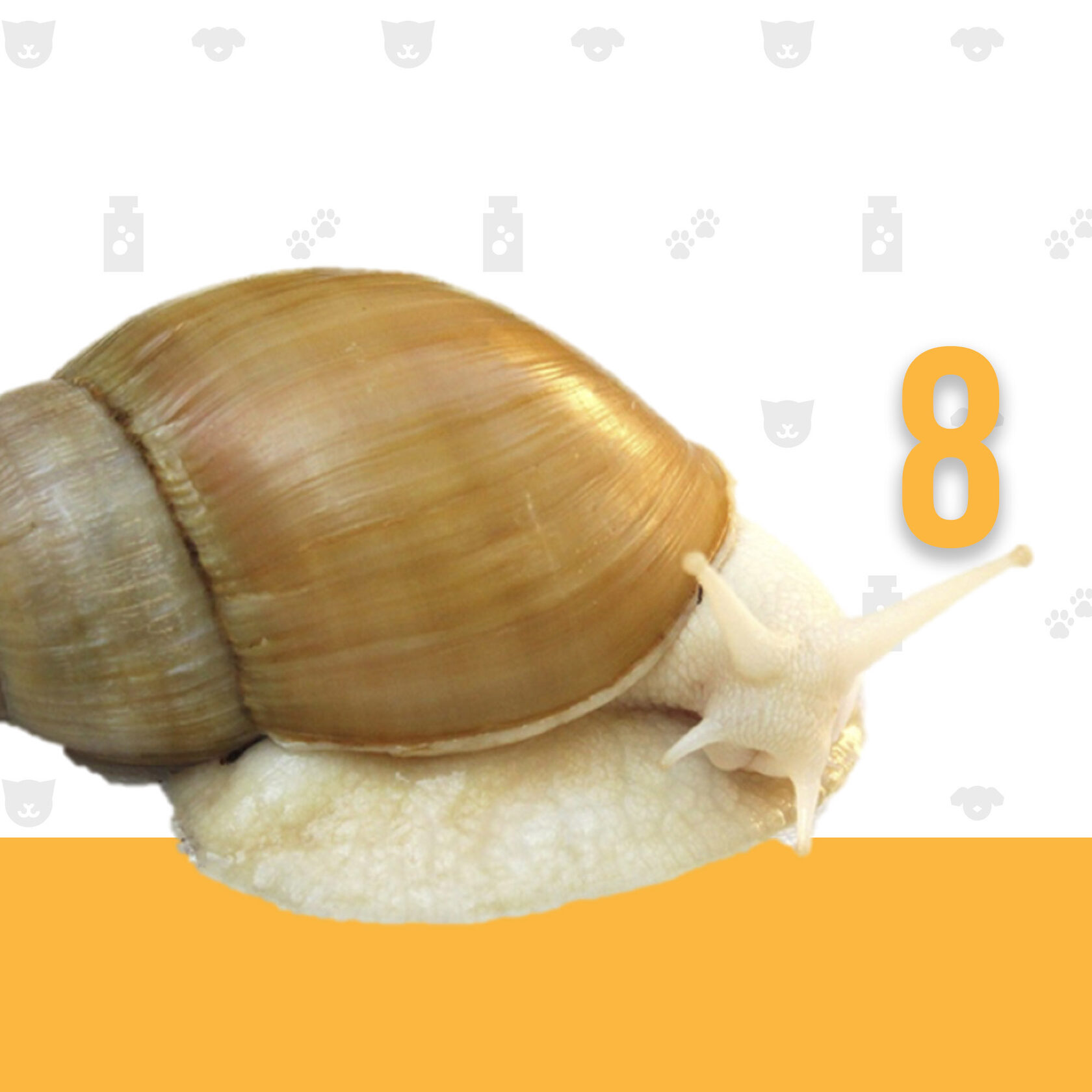 дизао маска для лица шеи и век гиалуроновая увлажняющая улитка №1. улитка ахатина глутиноза. японская улитка. улитка вид сверху. улитка.