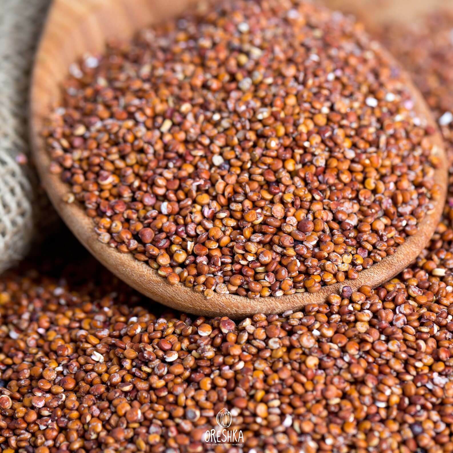Seeds of Brown quinoa (Chenopodium quinoa - 100 pcs