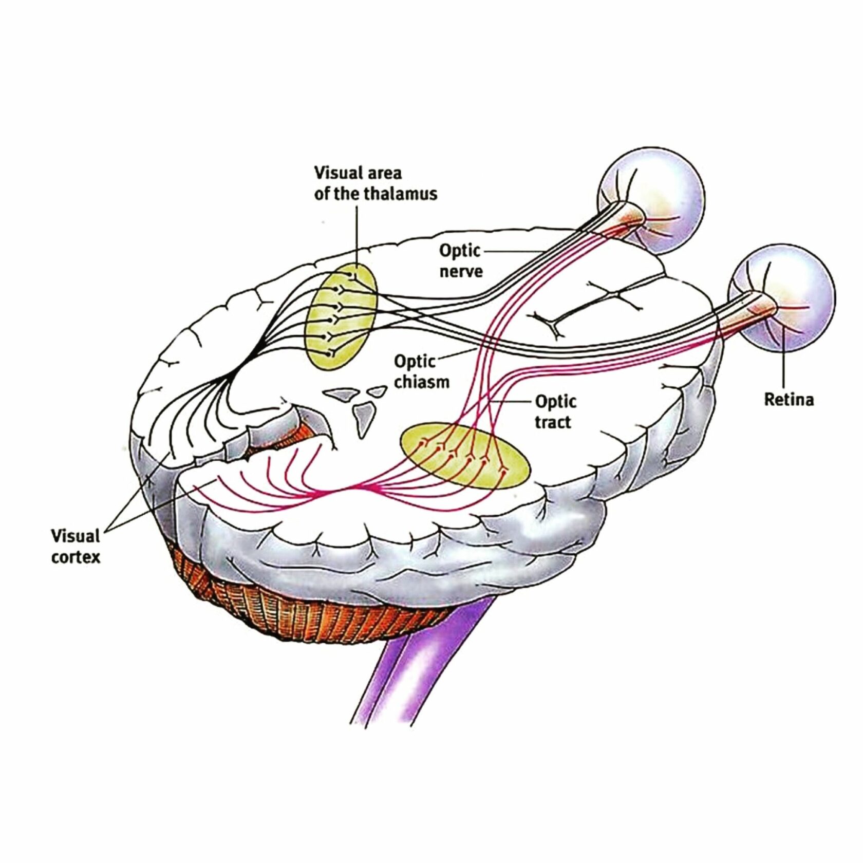 Зрительный нерв в головной мозг. Зрительный нерв анатомия иннервация. Строение зрительного нерва глаза. Зрительная сенсорная система зрительный нерв. Иннервация зрительного нерва.