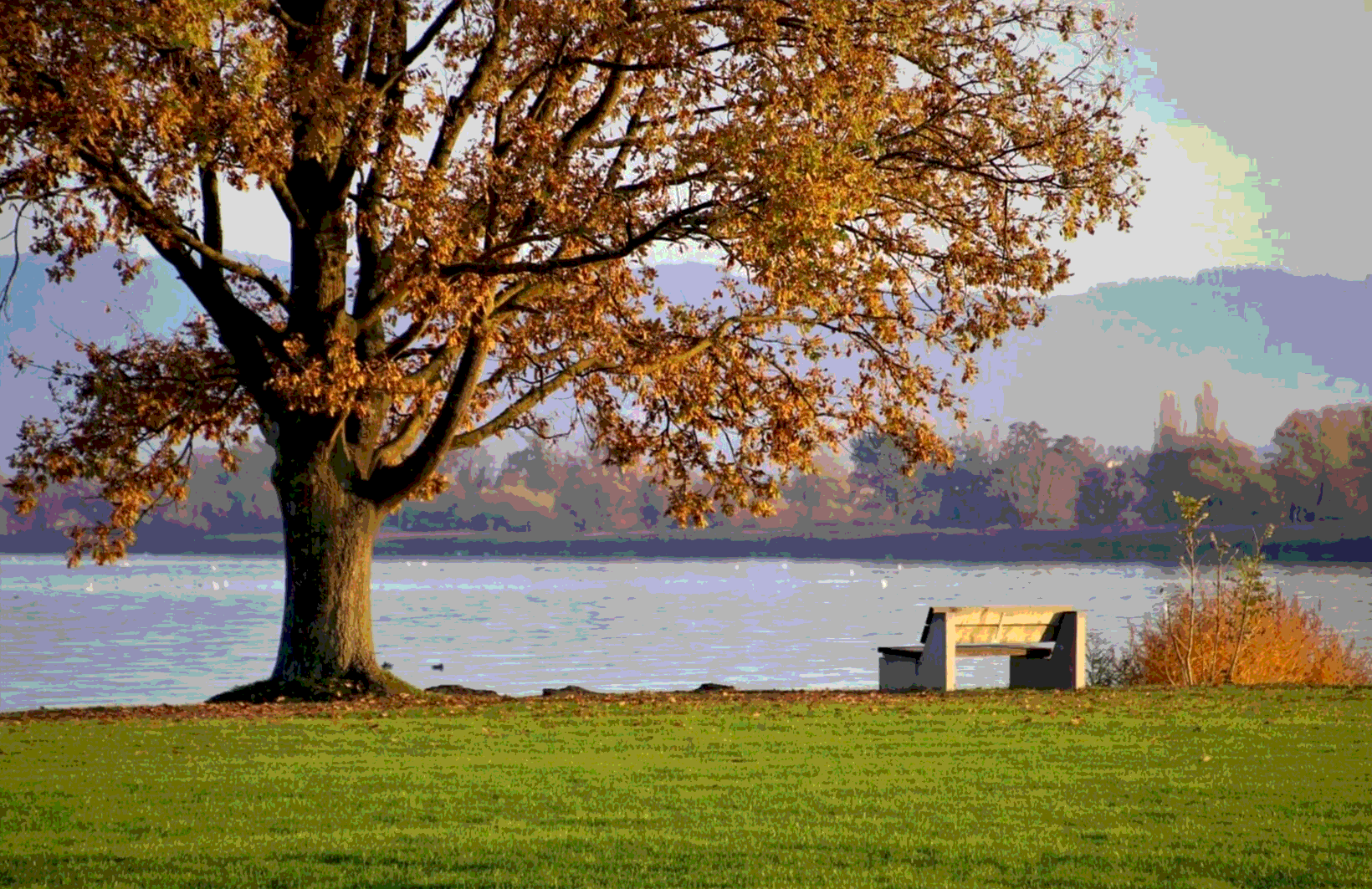 Скамья и дерево 