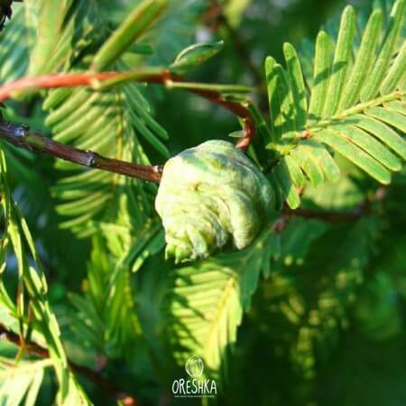 Metasequoia glyptostroboides grove