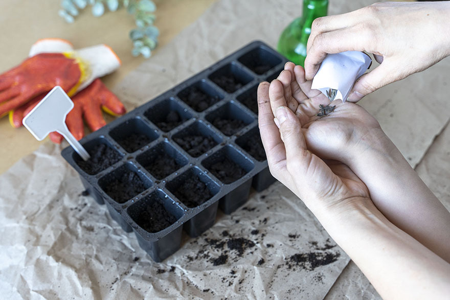 Hands pouring seeds from a packet into an open palm, with a seed tray and gardening gloves in the background, illustrating the process of planting heirloom seeds for gardening.