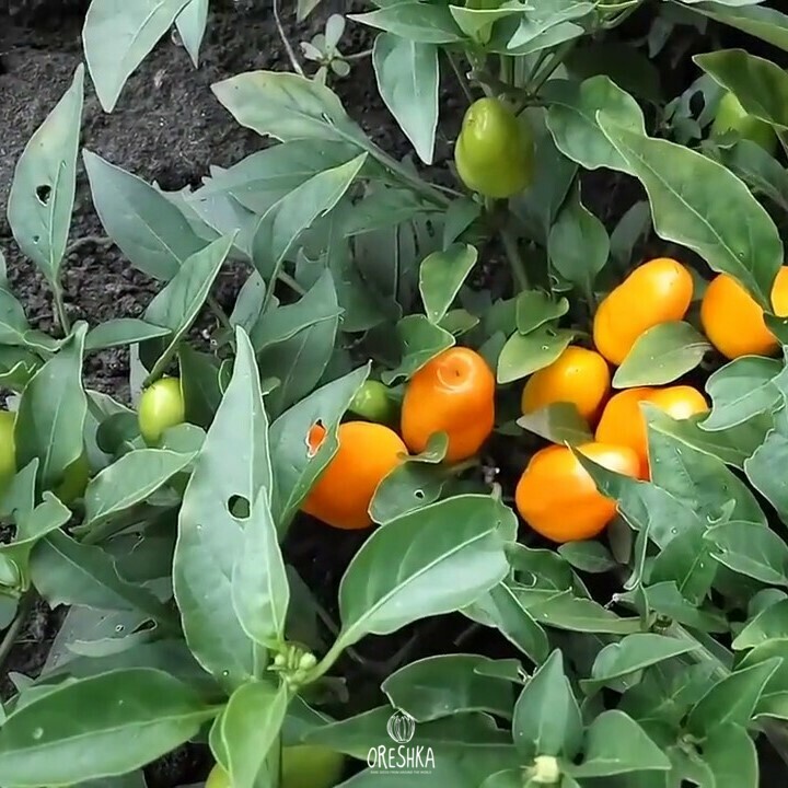 Seeds of Hot decorative pepper Foxta (Capsicum) — 10 pcs