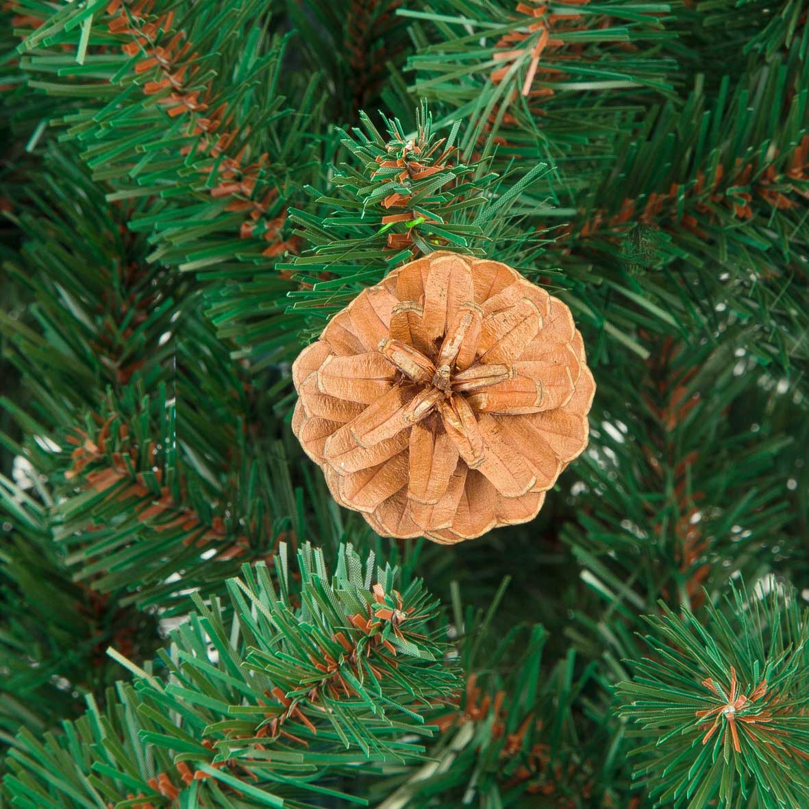 8. Morozco сосна лапландия 2. Сосна лапландия цвет. 1,8 м. Сосна лапландия.