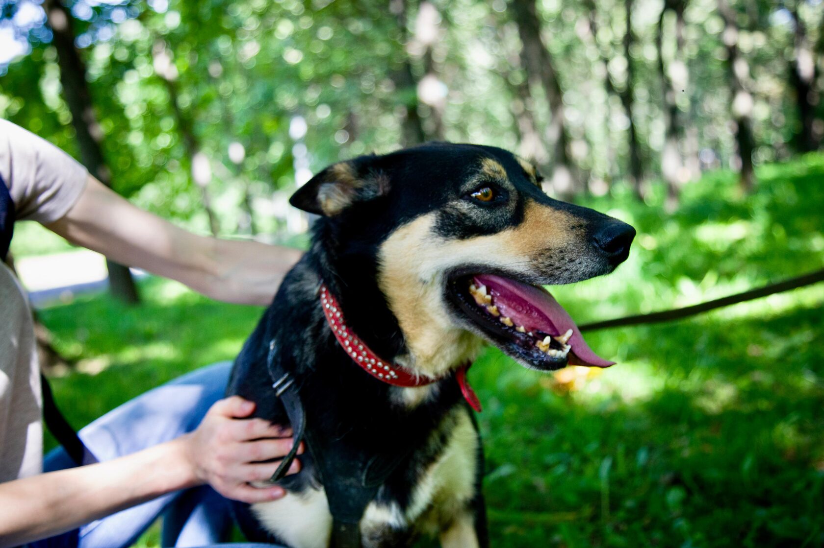 Афиша Nobless: Фестиваль-пикник для любителей собак