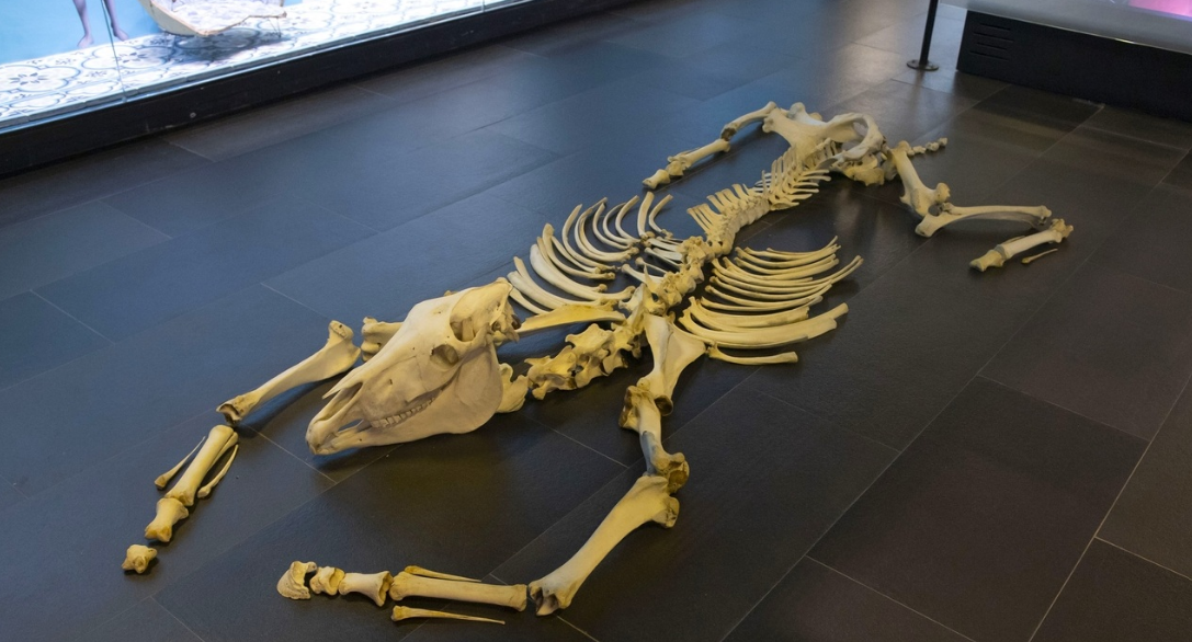 Abierta la convocatoria JAGÜEY: encuentros de arte en el Caribe