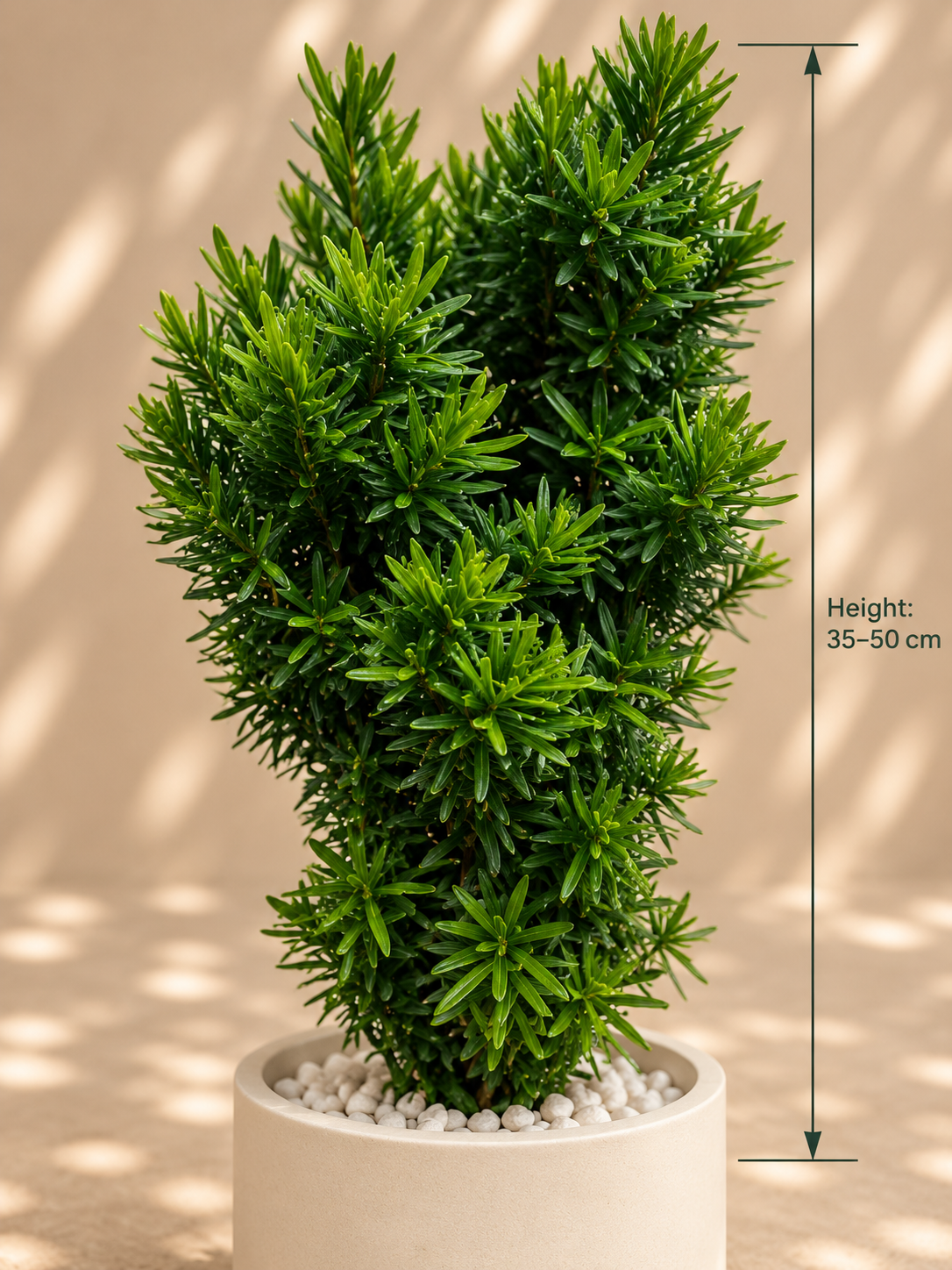 Taxus David