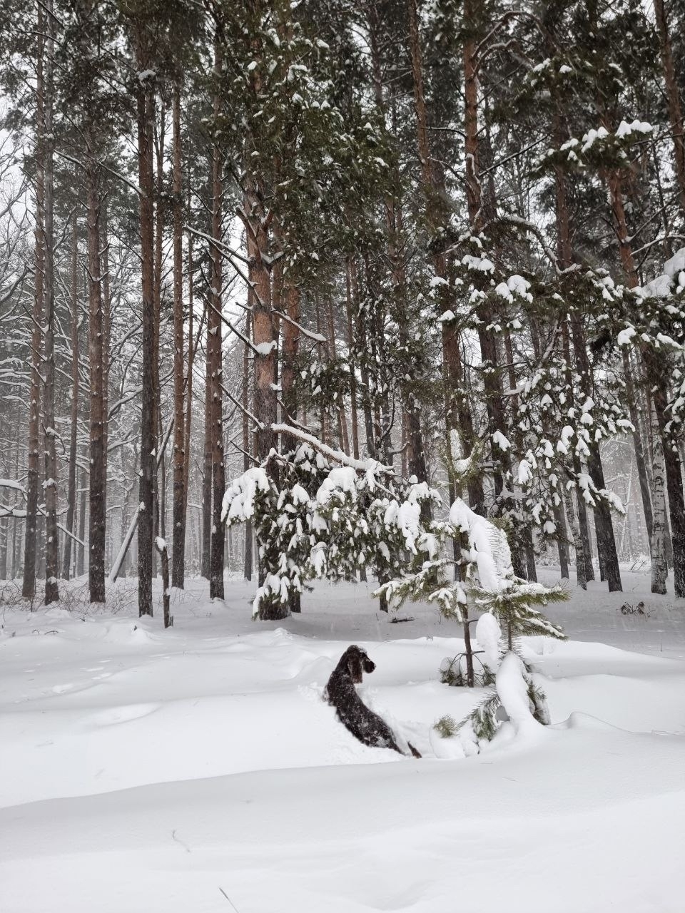 филд спаниель зимой