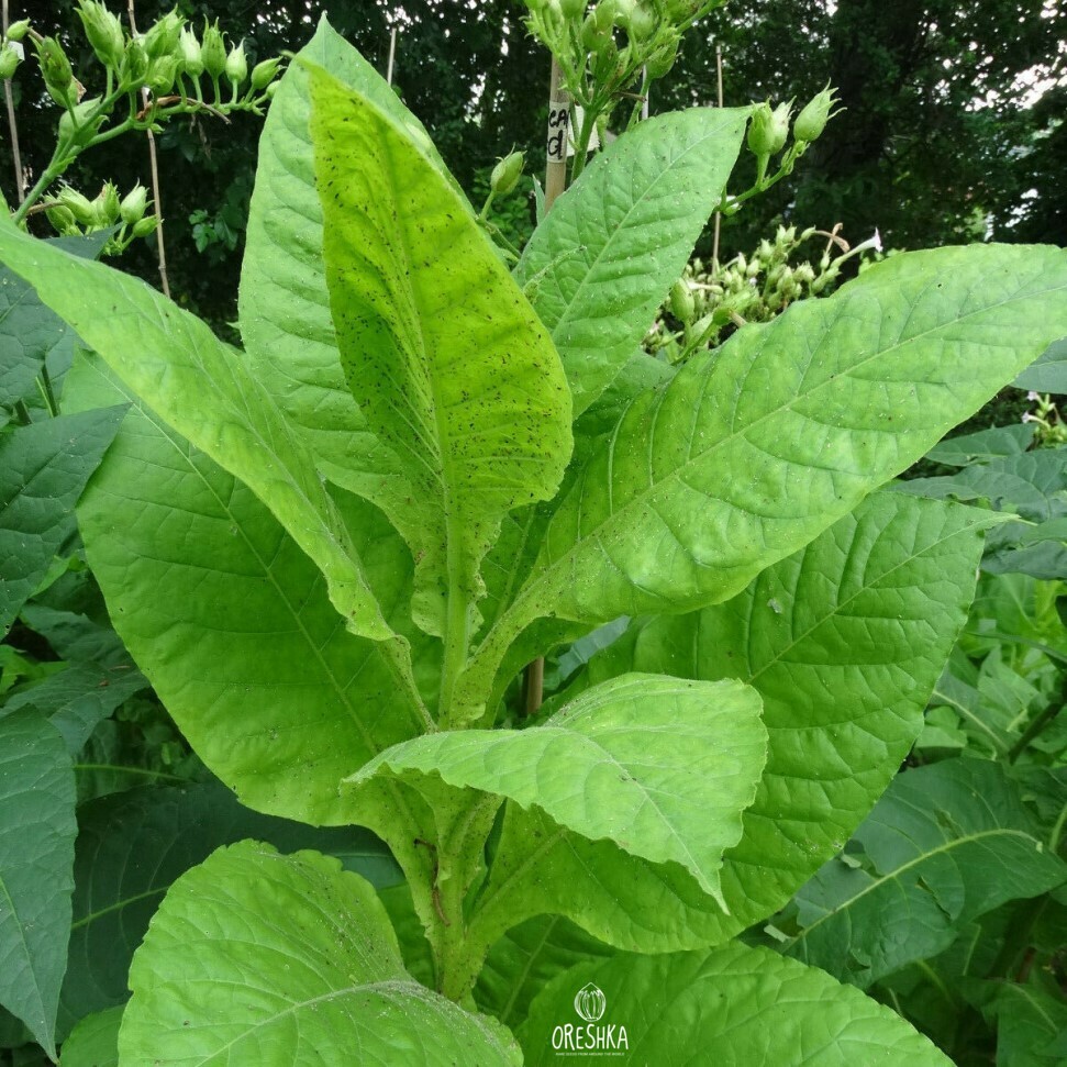 Seeds of Tobacco Golden India (Nicotiana tabacum) — 300 pcs
