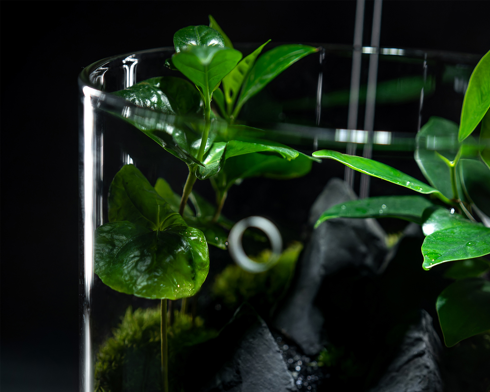 Кофейное дерево Coffea Arabica во флорариуме