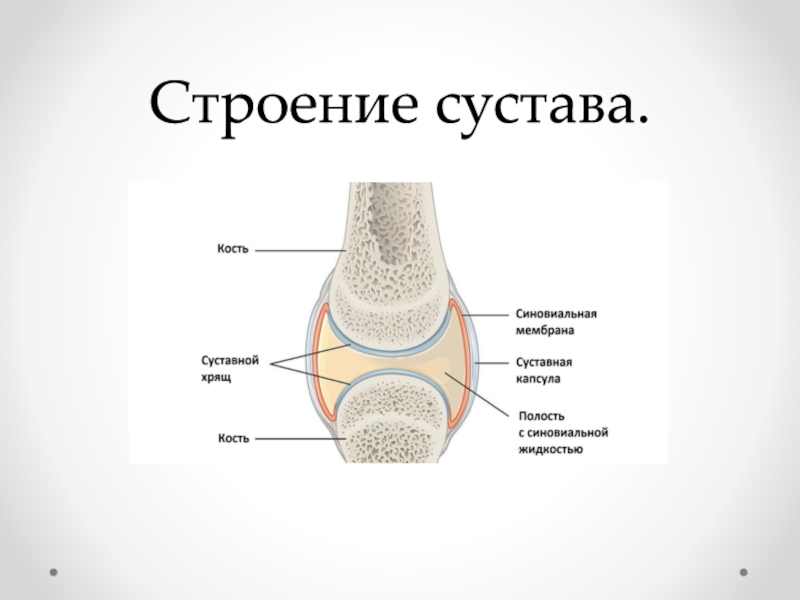 Рисунок сустава. Схема сустава анатомия. Схема строения сустава человека анатомия. Схематическое строение сустава. Строение сустава человека биология 8.