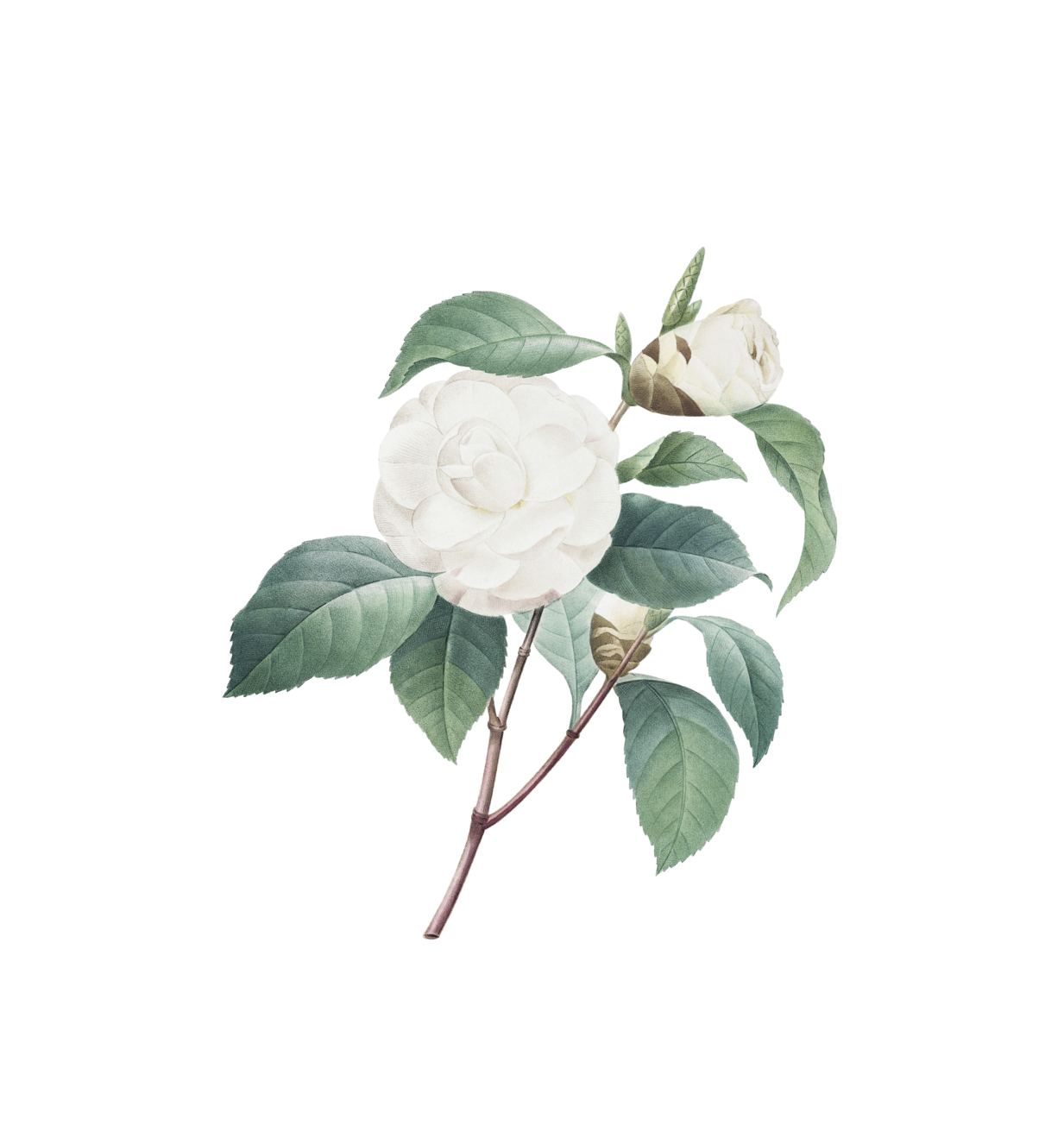 натуральная косметика, магазин профессиональной косметики, крем для ног, крем для ног с мочевиной, крем для ног купить, масло для ногтей, масло монарды для ногтей, масло для ногтей купить, косметика для ногтей, дезодорант для ног