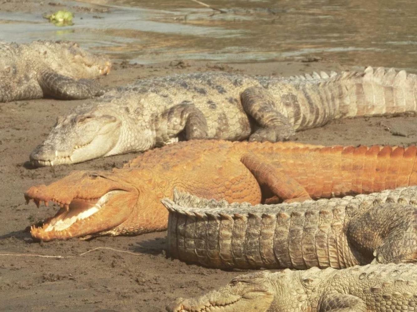 Крокодилы и гавиалы в Непале приобретают причудливую оранжевую окраску. Вот почему.