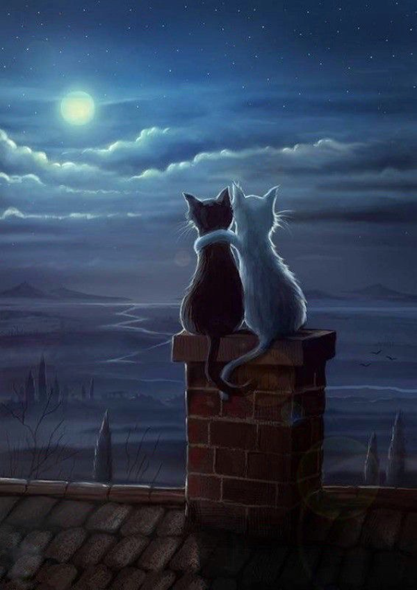 Коты
