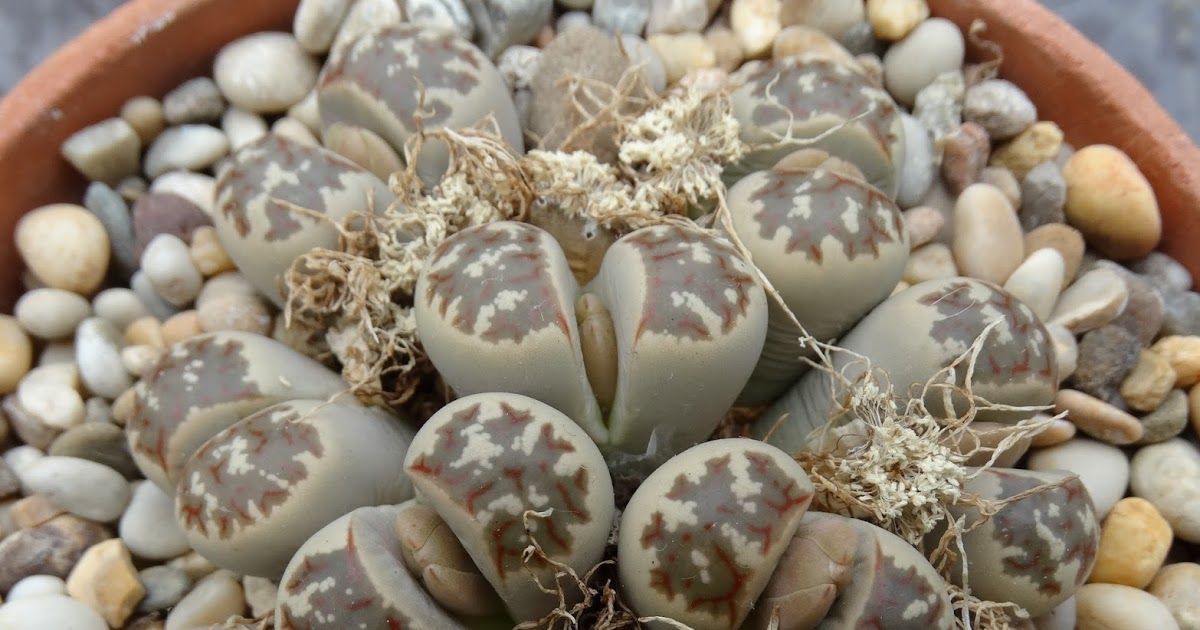 Lithops otzeniana