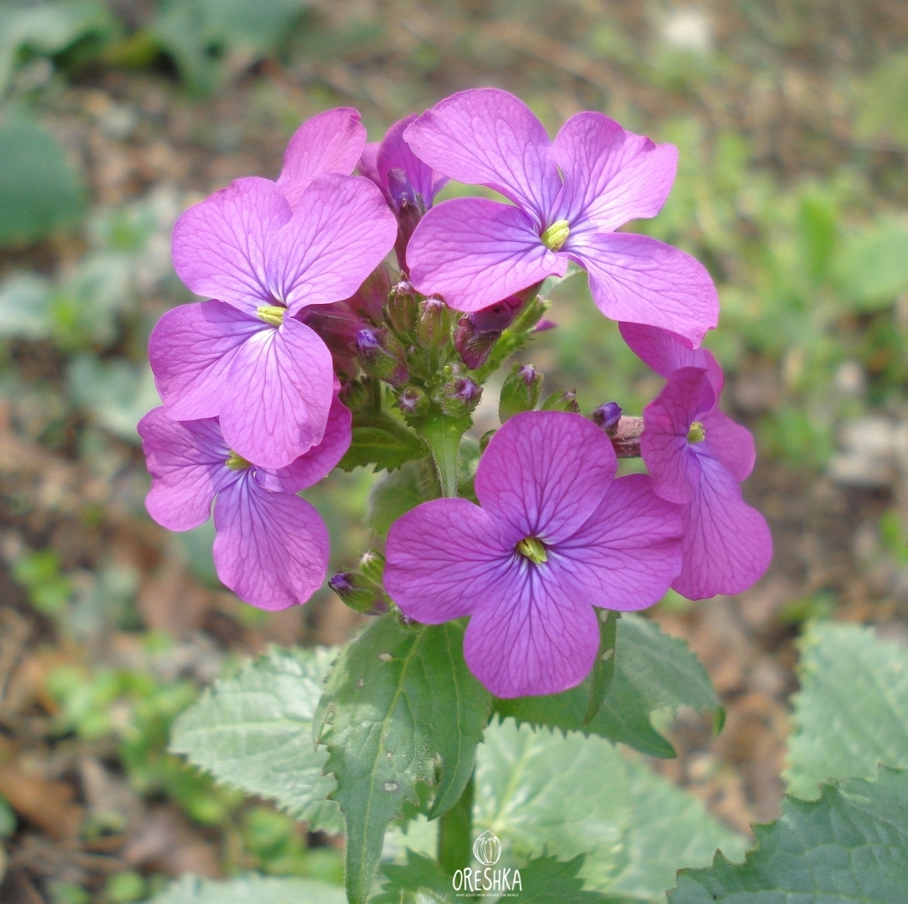 Лунария. Крестоцветная Лунария. Lunaria annua Лунник однолетний. Лунария двулетняя. Лунария дикорастущая.