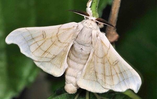 Фото тутового шелкопряда