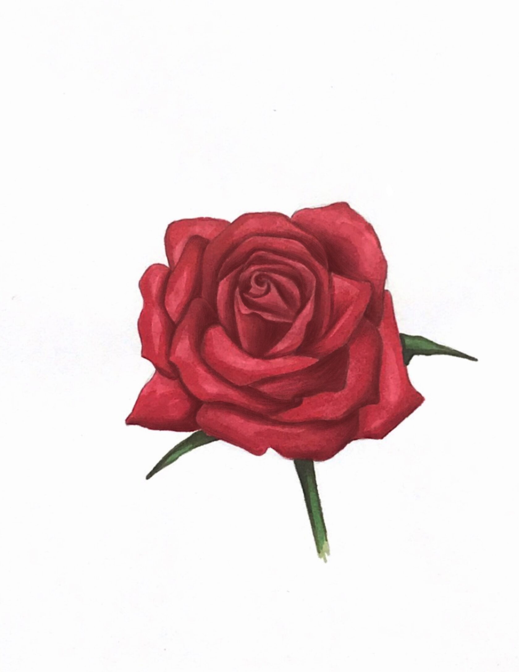 красивые розы рисунки