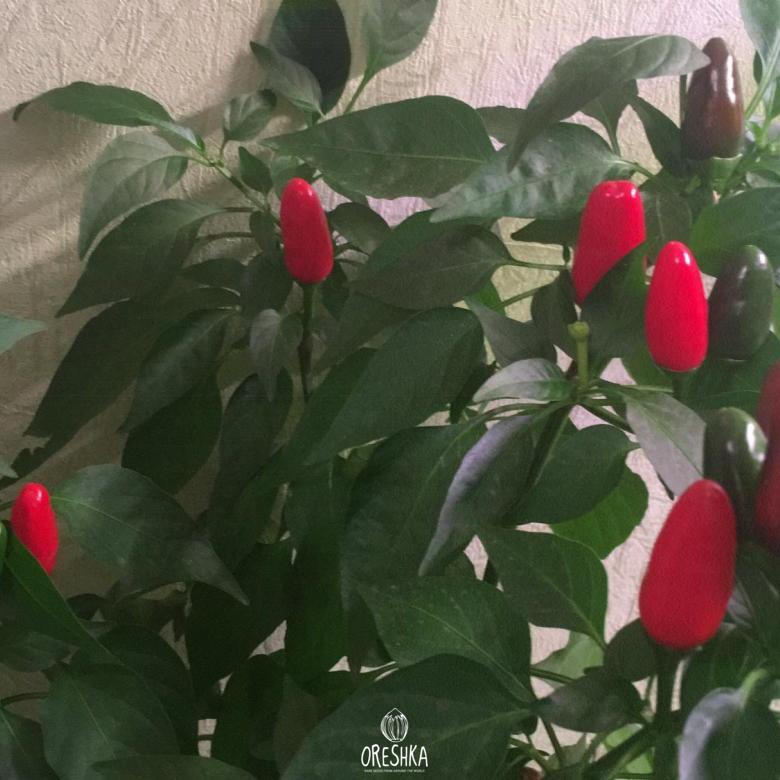 Seeds of Hot pepper Little Nubian (Capsicum) — 5 pcs