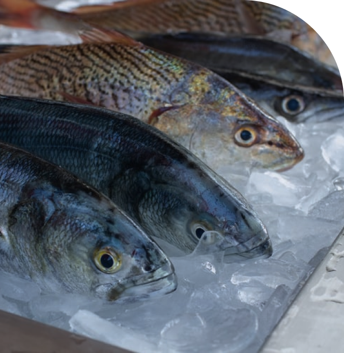 Замороженная рыба Екатеренбург