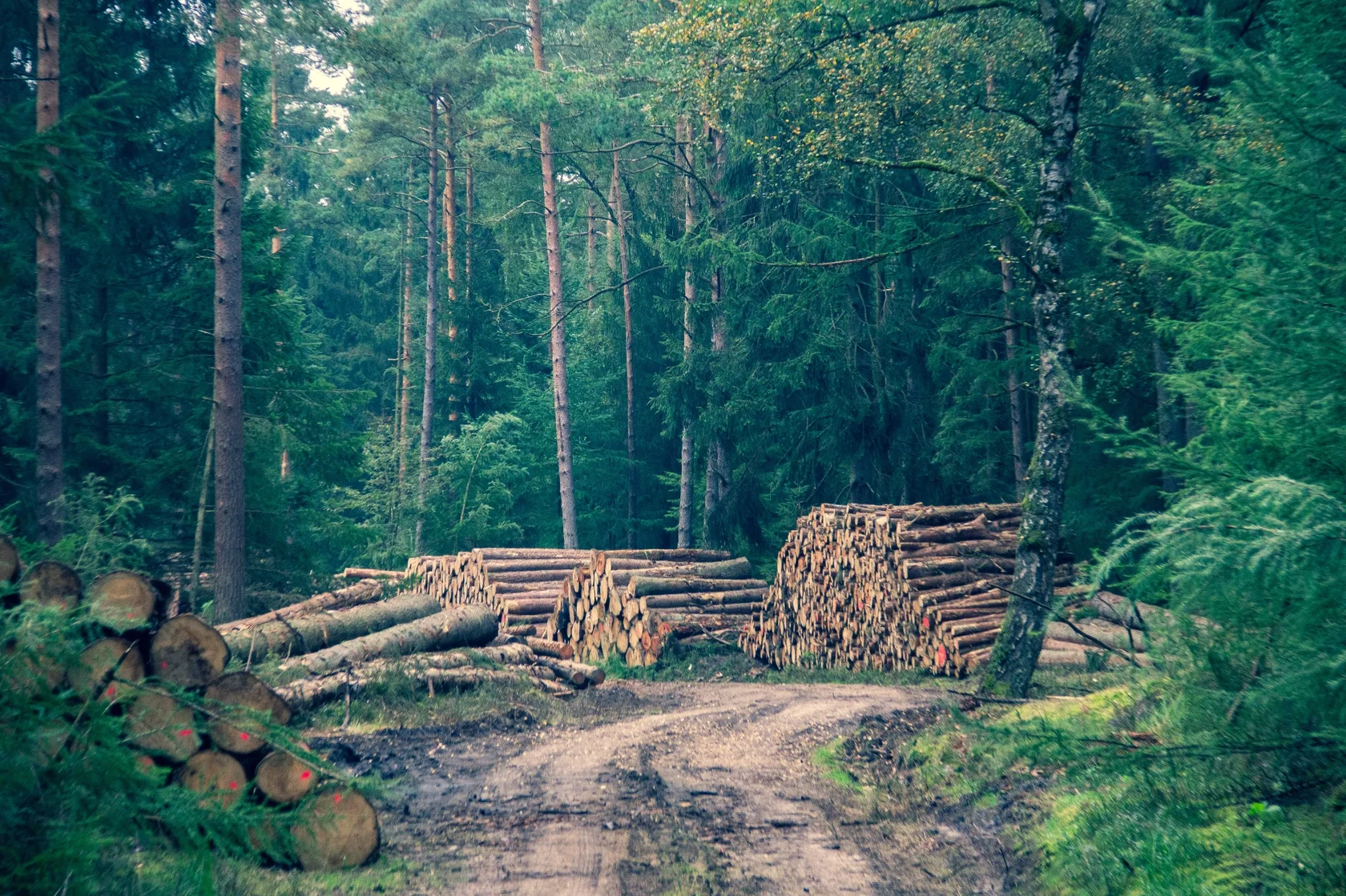 Водоподготвка и водоочистка для лесной и деревообрабатывающей промышленности