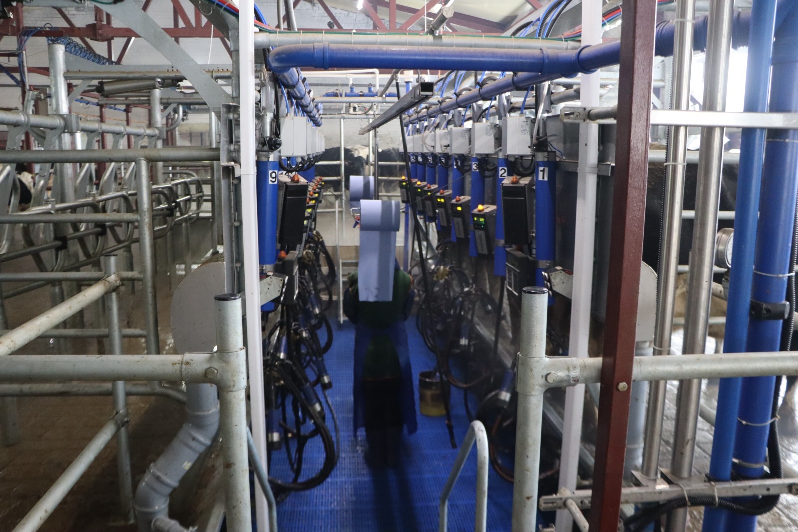 АО «Учхоз Пригородное» надои коровы в коровнике молоко Барнаул