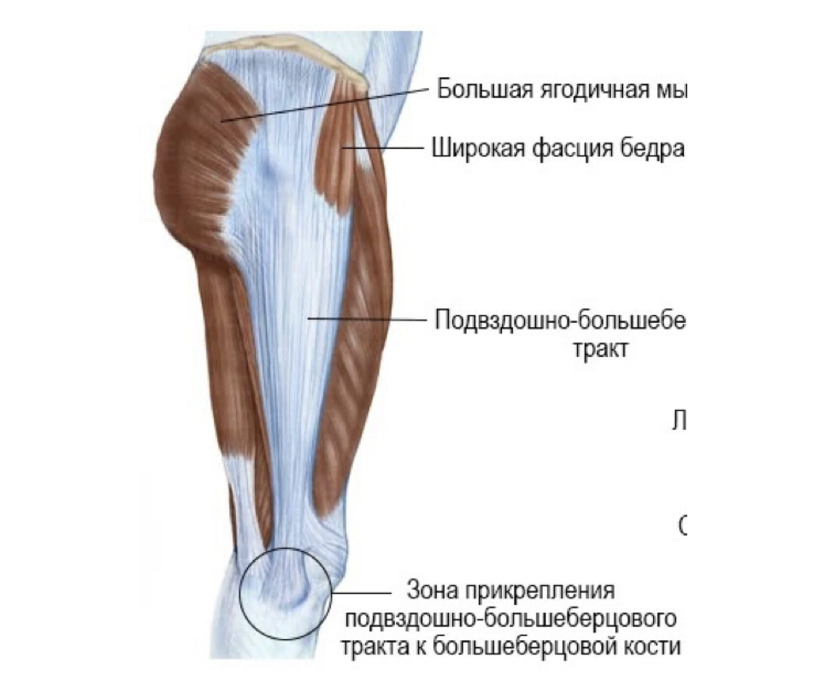Болит ягодичная мышца. Подвздошно большеберцовый тракт. Синдром илиотибиального тракта. Подвздошнобольшеберцовый тракт. Илиотибиальный тракт анатомия.