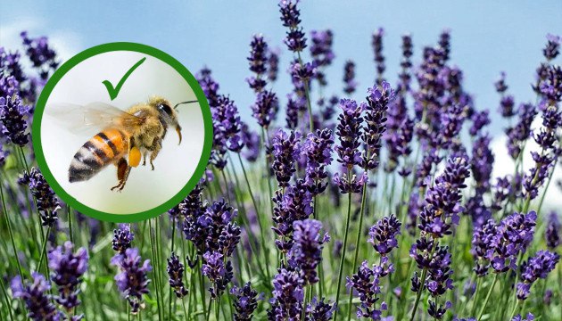 Лаванда растение компаньон для вашего огорода