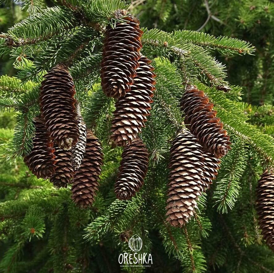 Seeds of Siberian spruce (Picea obovata) — 50 pcs