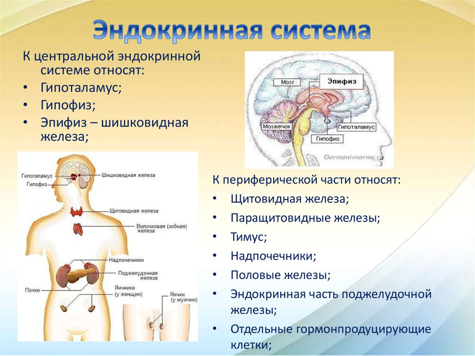 Какие органы относятся к центральным. Биология 8 класс система органов эндокринной системы. Функции эндокринная система железы внутренней секреции. Лучевые симптомы заболеваний органов внутренней секреции.. Основные железы эндокринной системы.