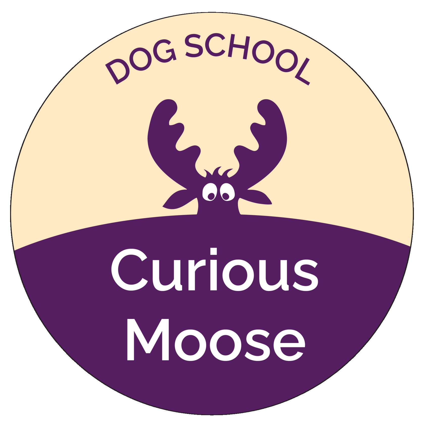 Curious moose, любопытный лось