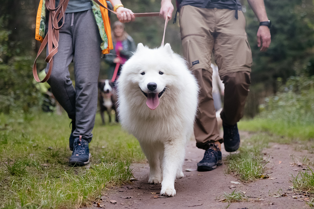 Многодневный комфорт поход с собакой от DogTrekking Community у моря