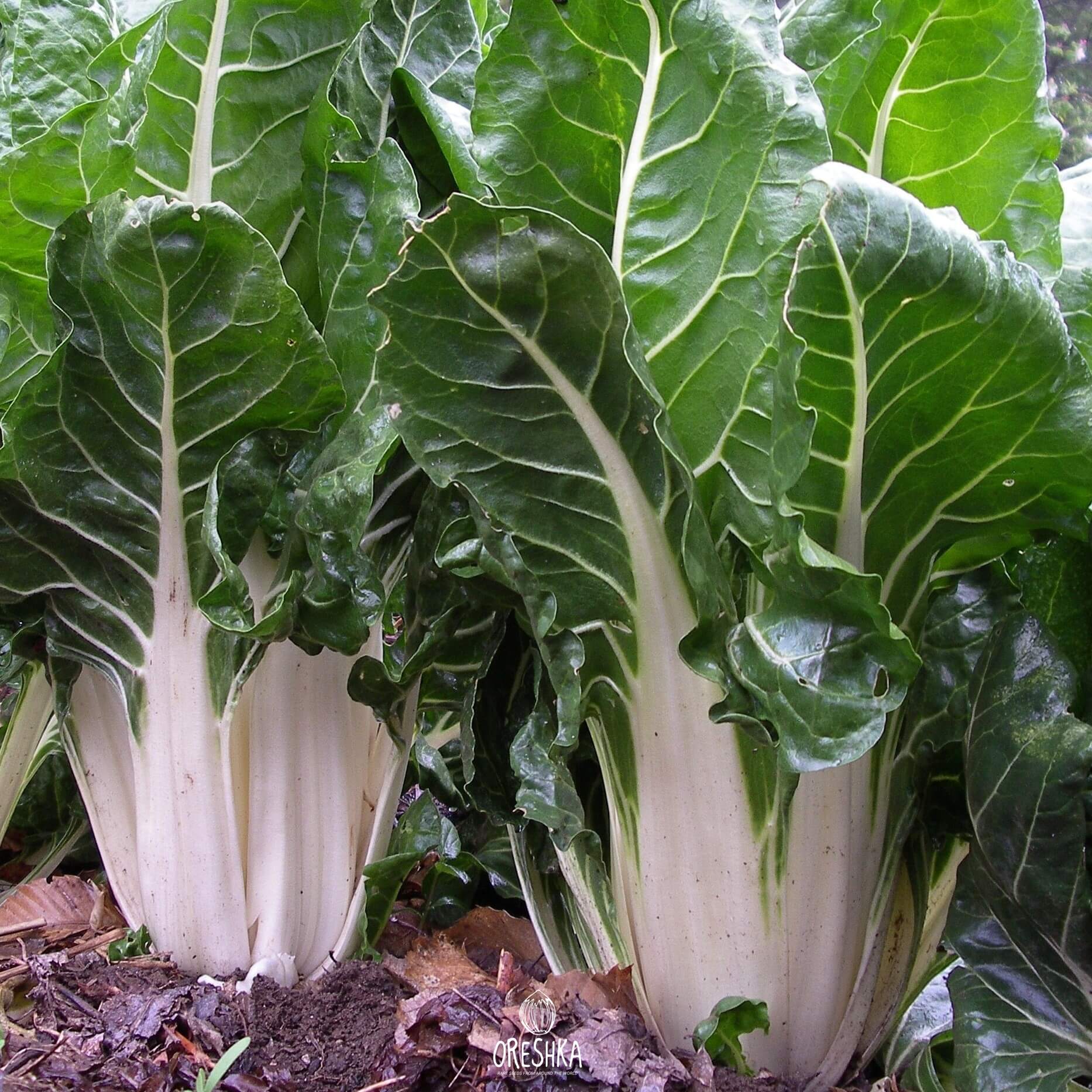 Seeds of Beta vulgaris Chard Bride (Beta vulgaris subsp. Vulgaris) — 100 pcs