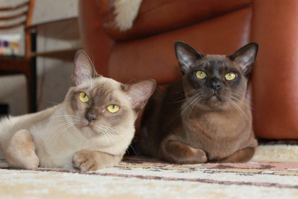 Бурманская кошка