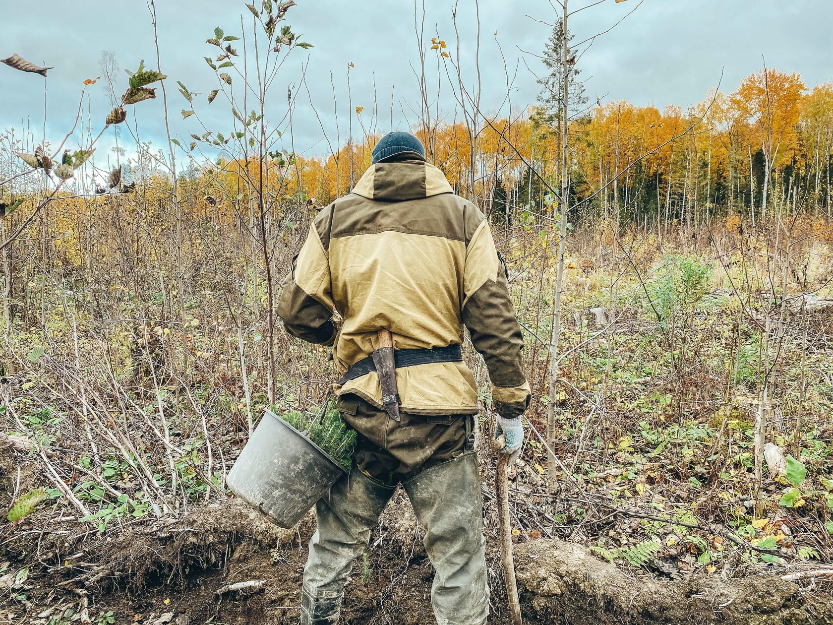 Проекты компенсационного лесовосстановления по действующим правилам