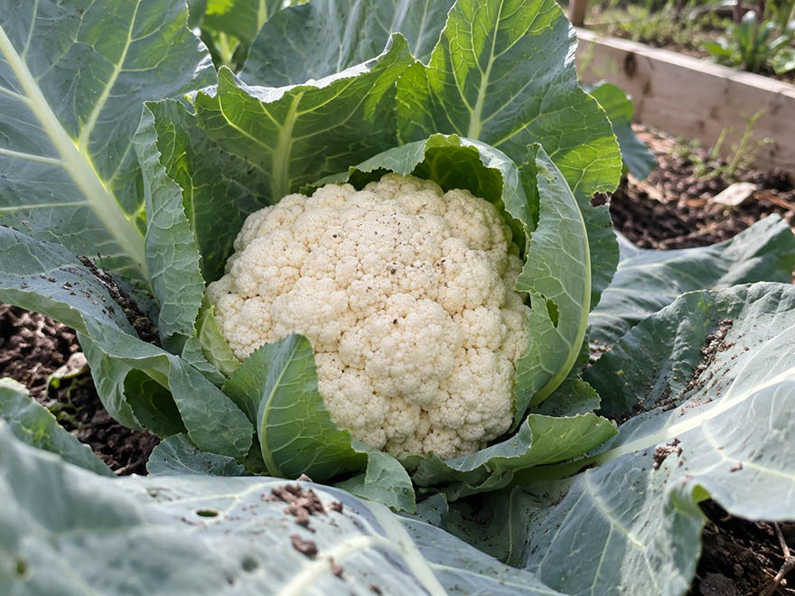 A forming cauliflower head, one of the hardest vegetables to grow at home