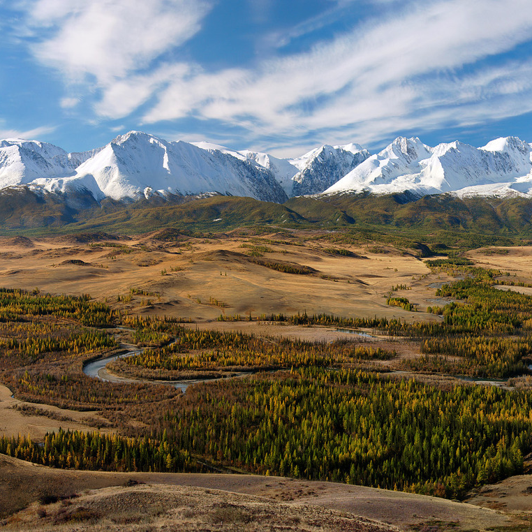 Джили курай фото