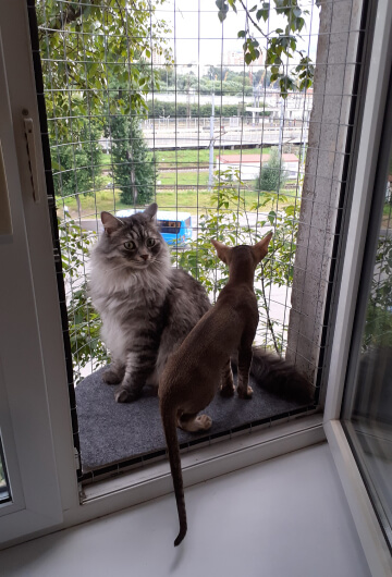 Балкон кошек «Васька» с котами разных пород