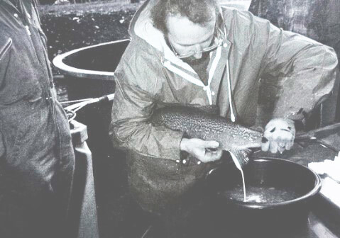 размножение самца лосося узв аквакультура