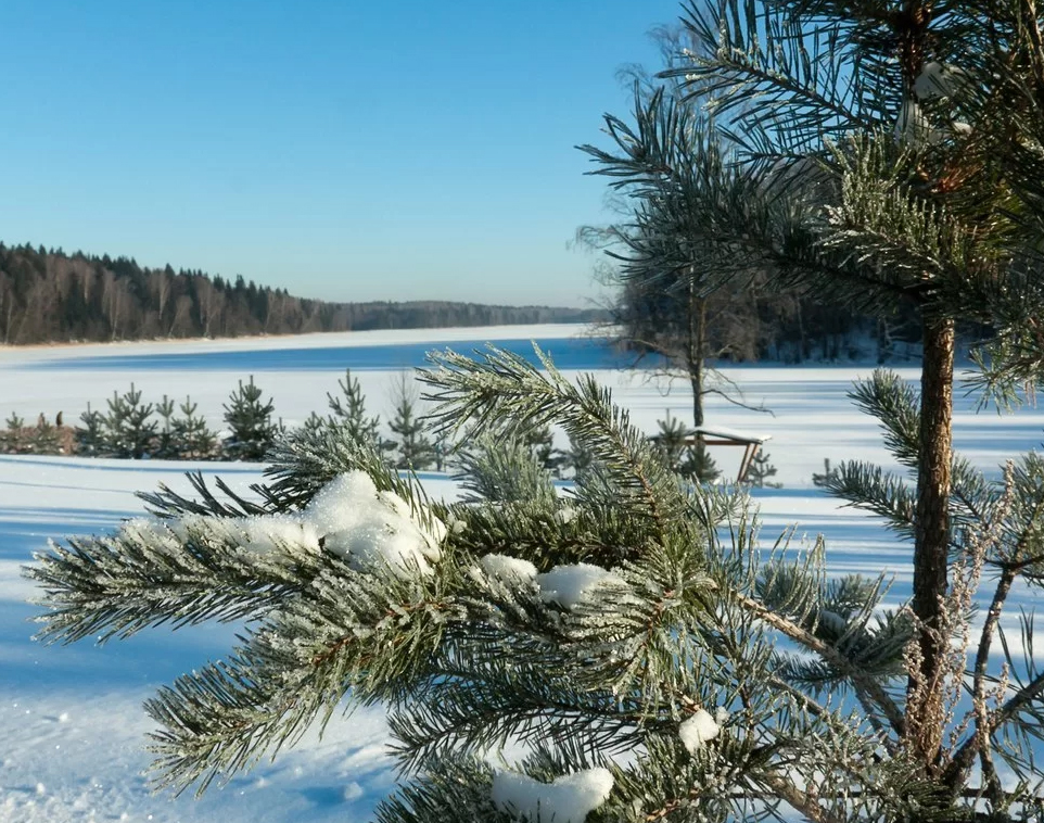 Коза валдайская фото