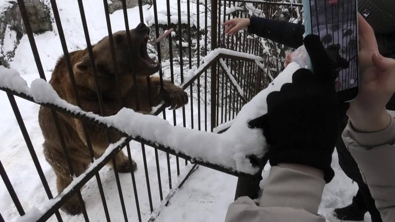 Медведь