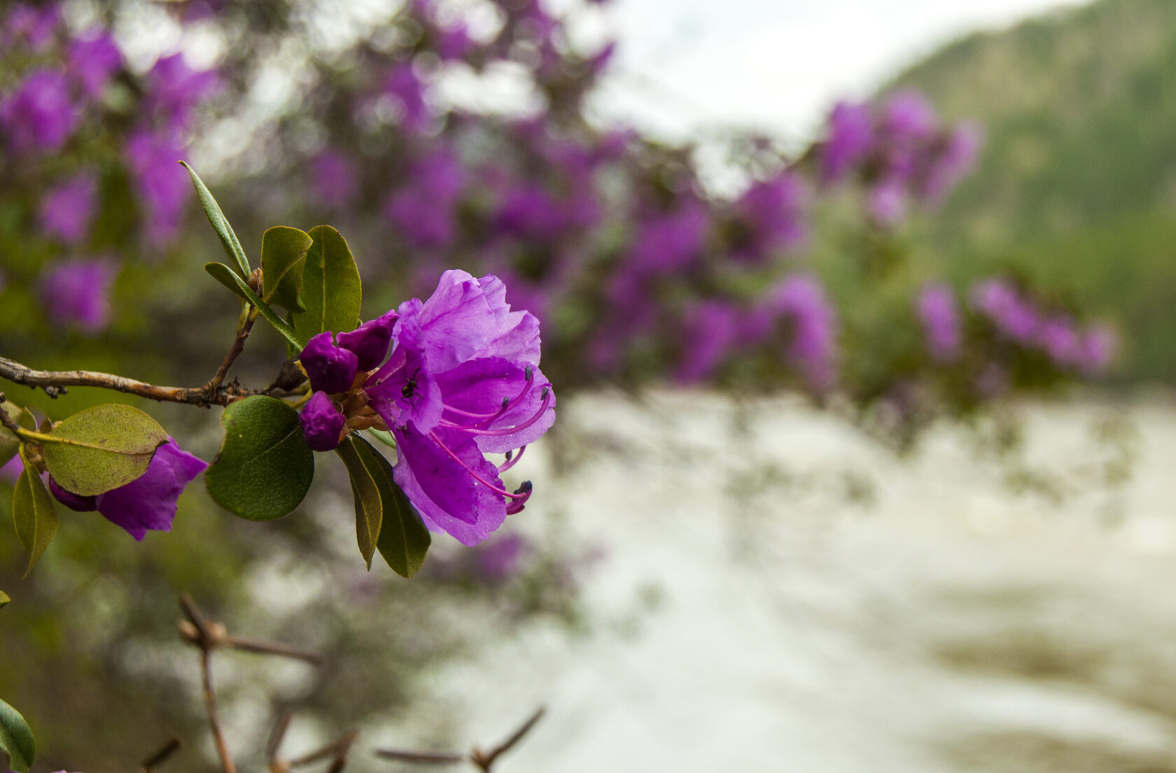 Бирюзовая Катунь праздник цветение маральника