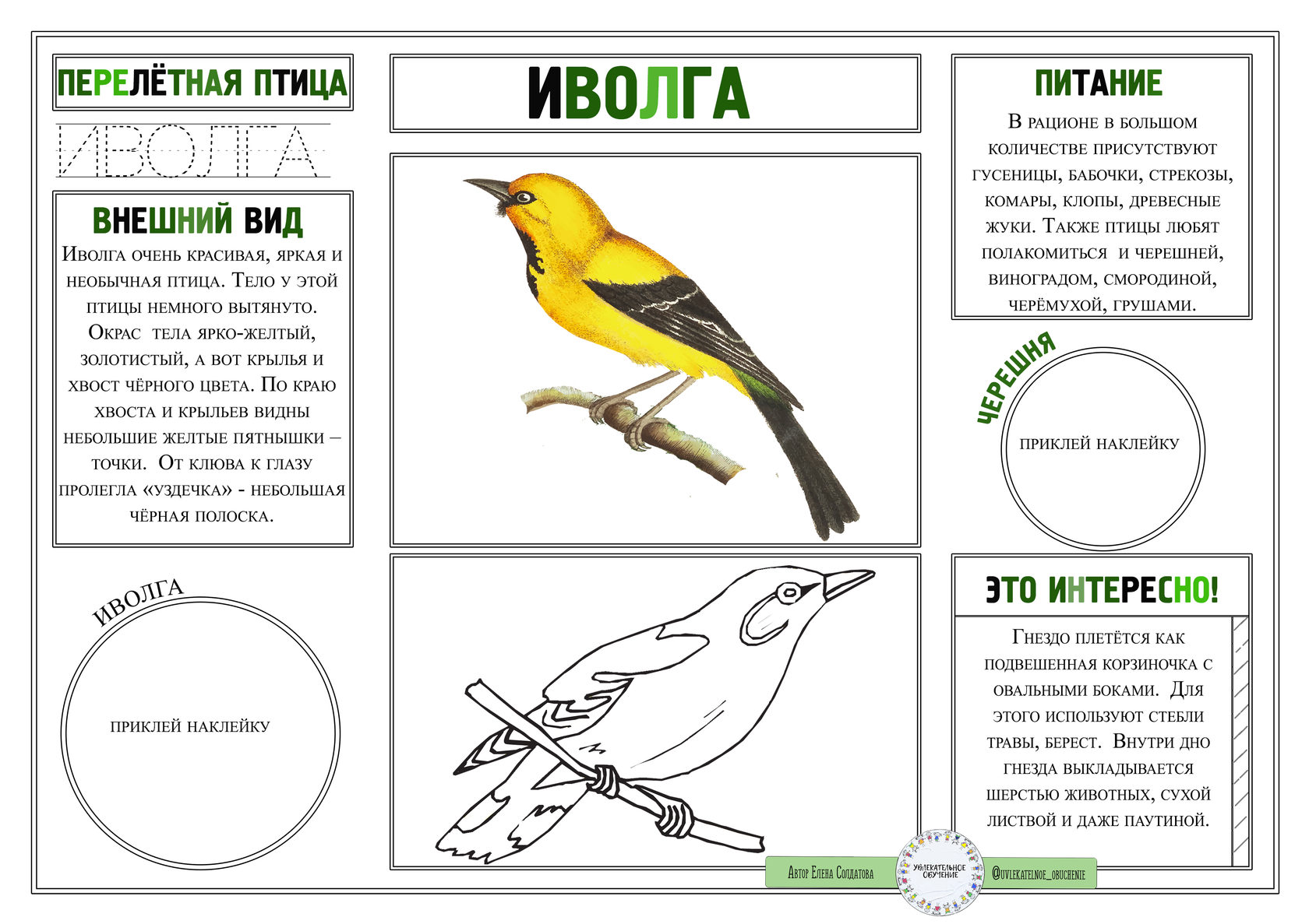 Схемы иволга. Птица Иволга инфографика. Наклейка Иволга. Энциклопедия про Иволгу для детей. Инфографика Иволга черно белая.