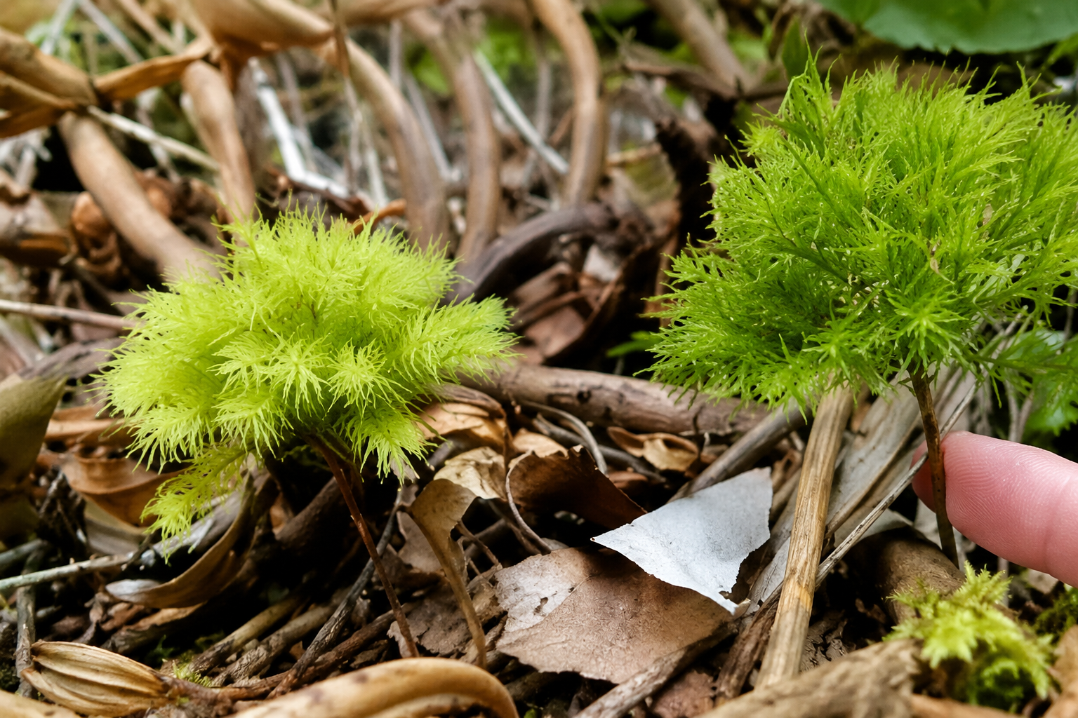 Endemic stem mosses
