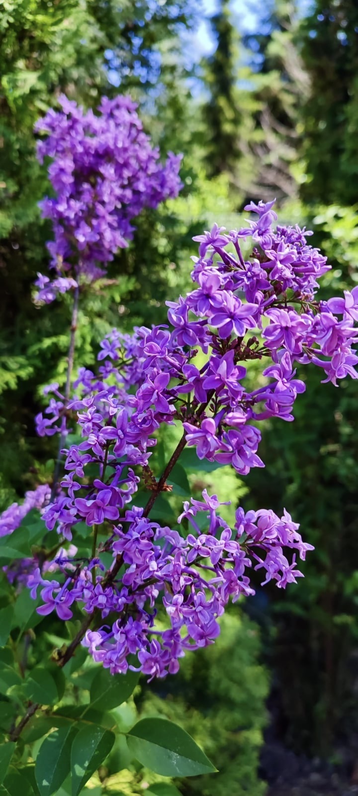 сирень китайская Дуплекс (syringa chinensis Duplex)