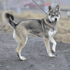 Собака Лима