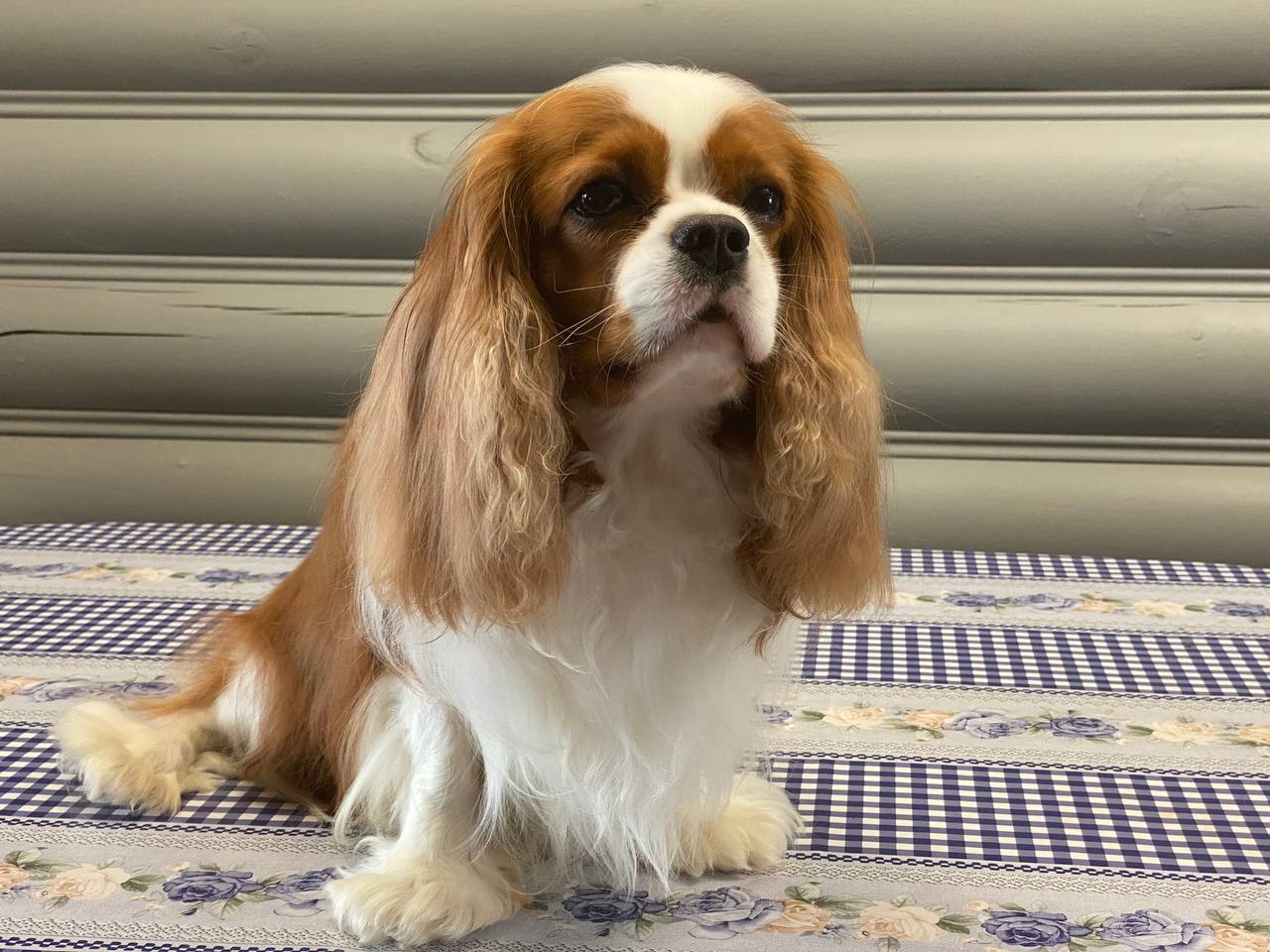 Инструкция: как выбрать щенка Кавалер Кинг Чарльз Спаниеля