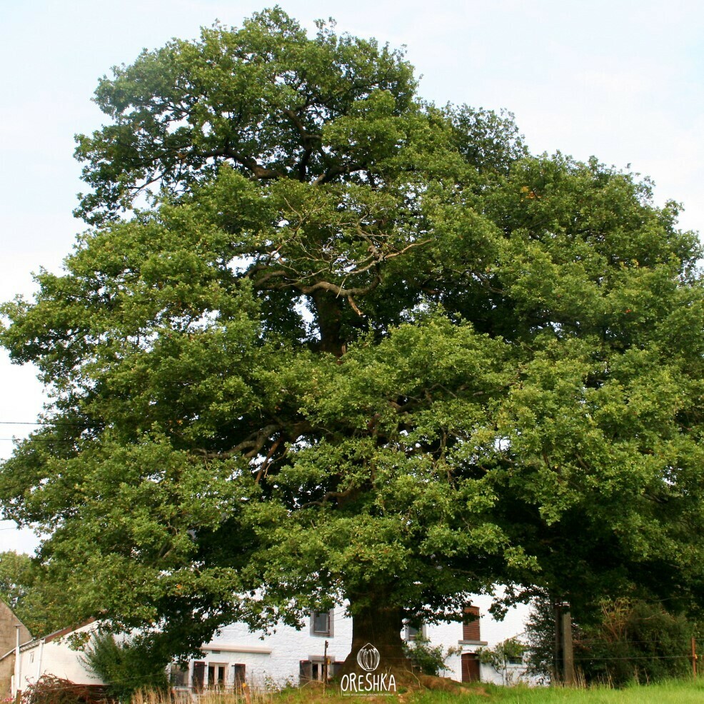 Quercus mongolica fresh seeds acorns, Mongolian oak | Oreshka seeds