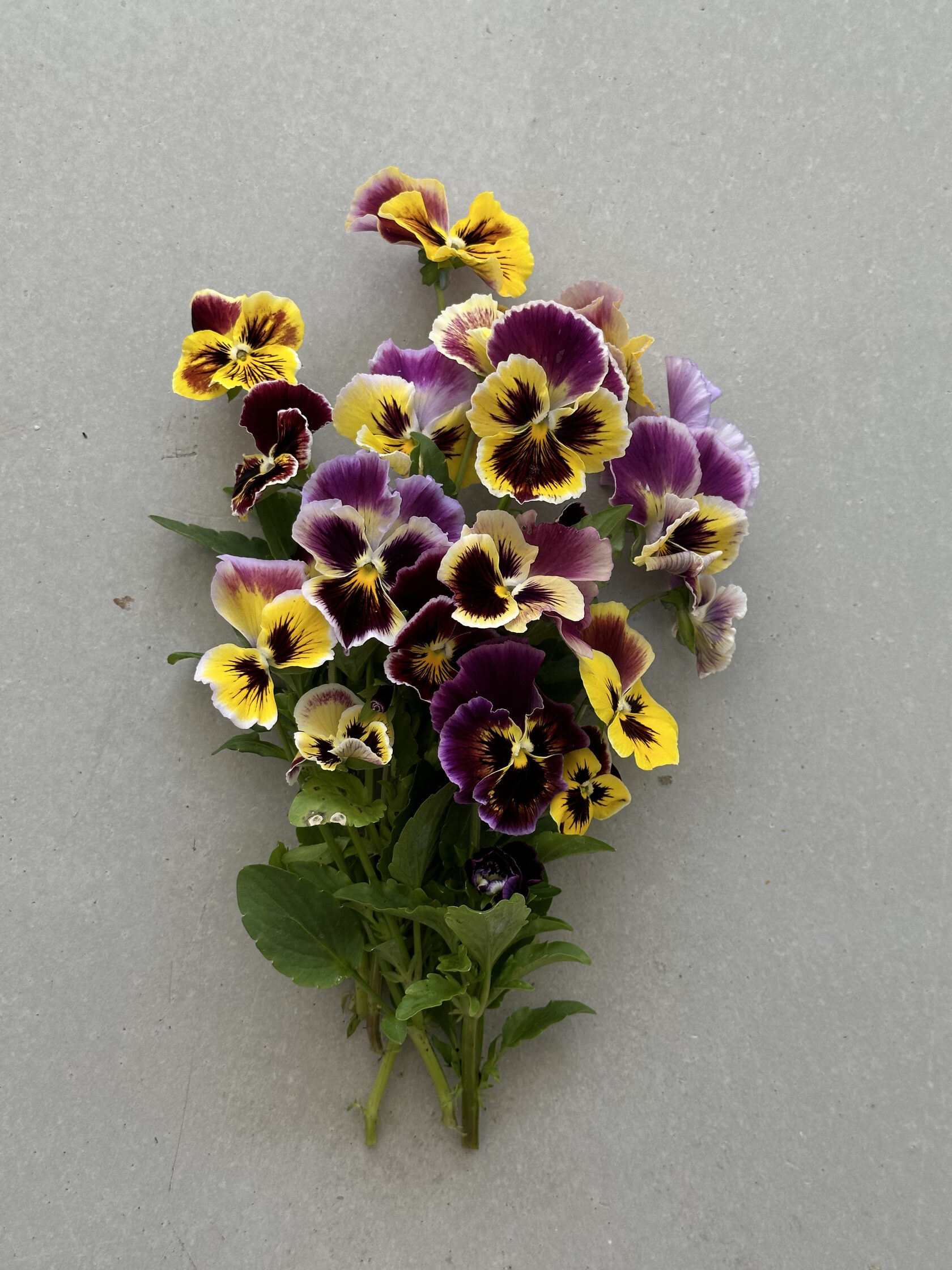 Fluffy Flower Магазин виола