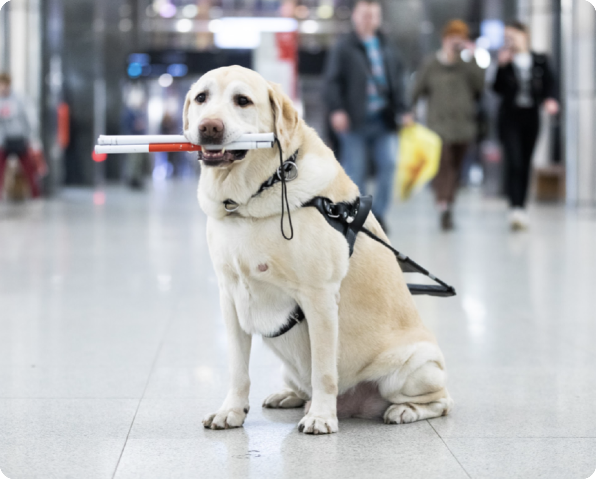На фото в центре кадра сидит подуставший палевый лабрадор Арвин. Его тело и голова повернуты на 45 градусов влево относительно фотографа. Уголки глаз собаки опущены, а в зубах Арвин держит сложенную белую трость для слабовидящих. На лабрадоре надет плетеный ошейник черно-серого цвета и черная шлейка собаки-поводыря. Ручка шлейки лежит на спине собаки. Передние лапы Арвина стоят ровно, левая задняя лапа аккуратно согнута и прижата к телу, образуя забавные складочки над коленом. Правая задняя лапа видна только в части пальчиков, выглядывающих из-за тела собаки между передними лапами. Арвин сидит на мраморном светло-сером полу с более темными множественными вкраплениями. На заднем плане в расфокусе по верхним углам фото видны темно-серые мраморные колонны с белыми мраморными объемными вставками, а по всему верхнему краю фотографии — большое количество людей, идущих в разные стороны и спешащих по своим делам.